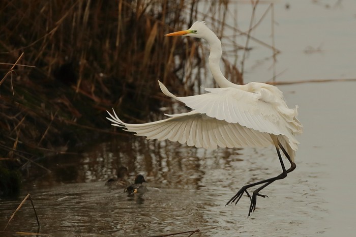 Great White Egret