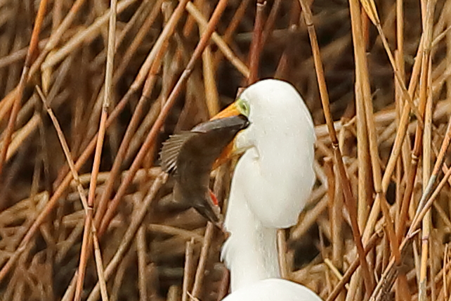 Great White Egret