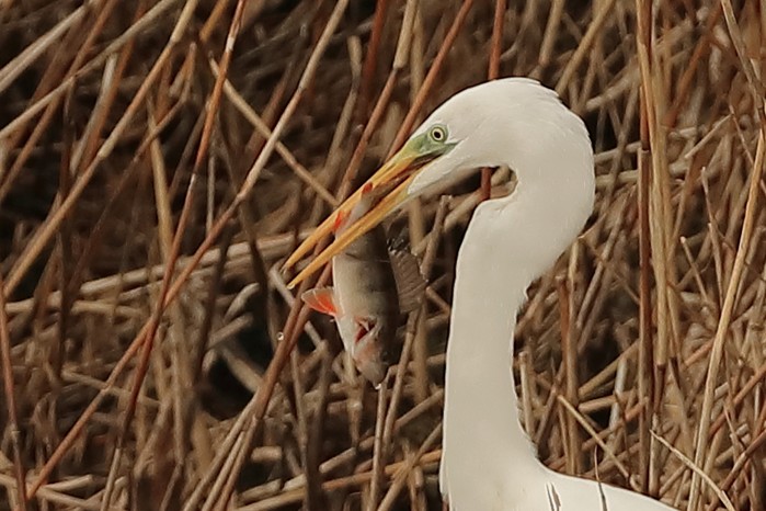Great White Egret