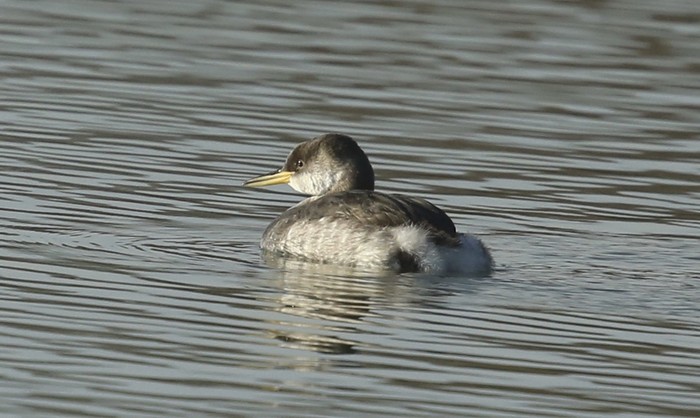 Red-necked Grebe
