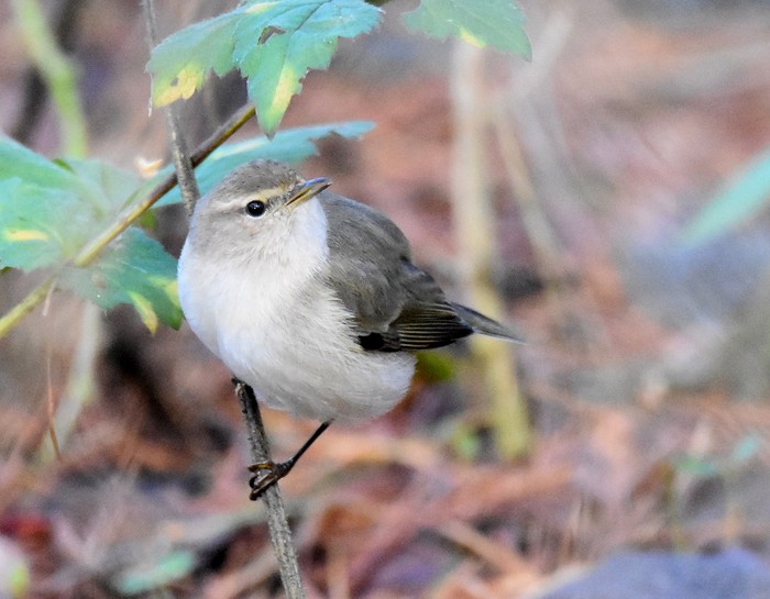 Siberian Chiffchaff