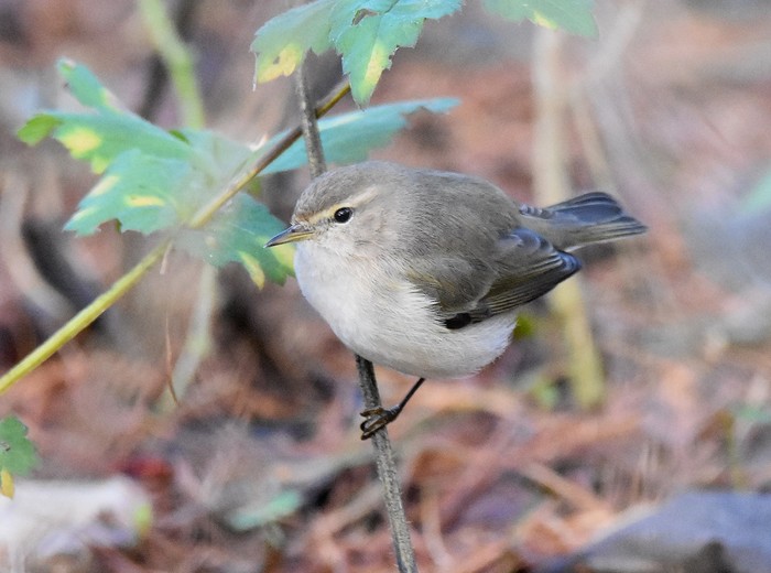 Siberian Chiffchaff