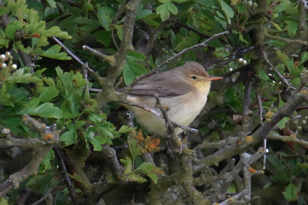 Melodious Warbler