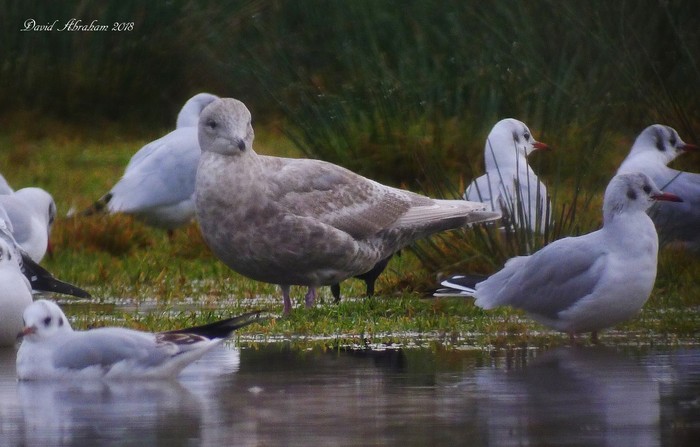 Iceland Gull