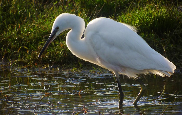 Little Egret