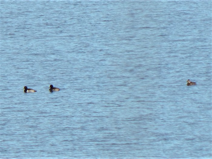 Ring-necked Duck