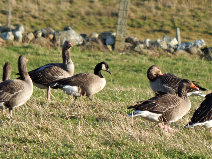 Todd's Canada Goose