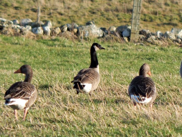 Todd's Canada Goose