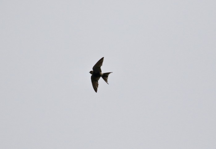 Red-rumped Swallow