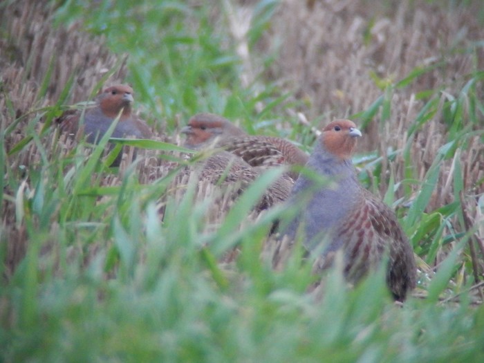 Grey Partridge