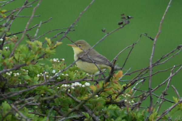 Melodious Warbler