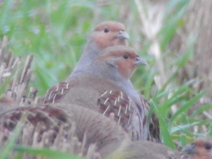 Grey Partridge