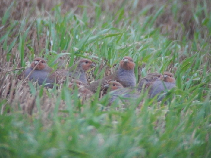 Grey Partridge