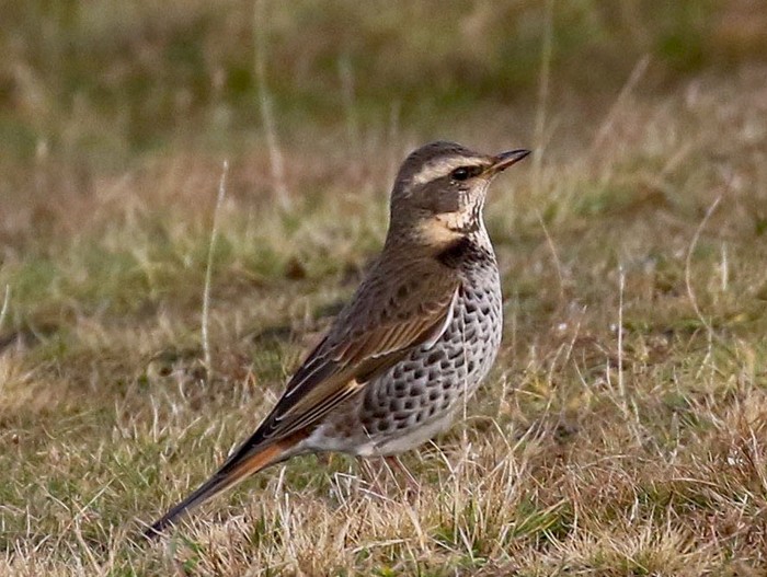 Dusky Thrush