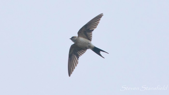 Red-rumped Swallow