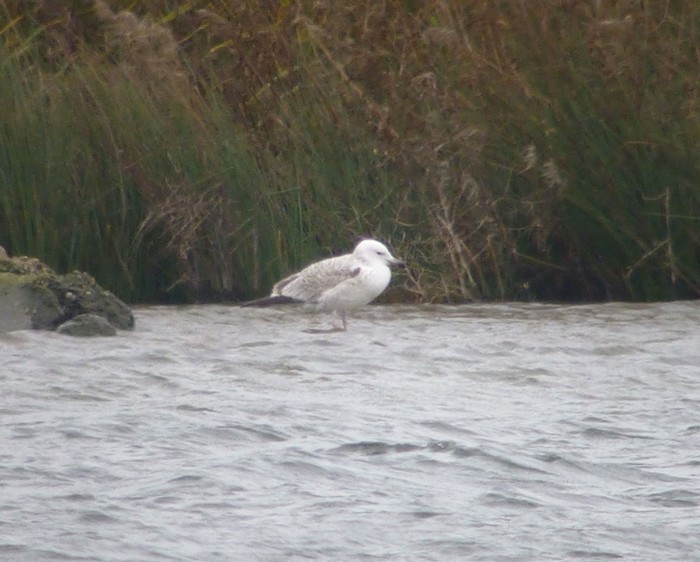 Caspian Gull
