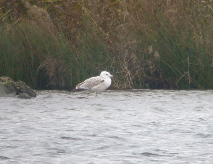 Caspian Gull