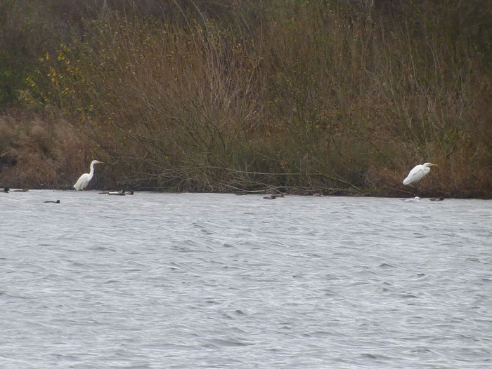 Great White Egret
