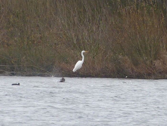 Great White Egret