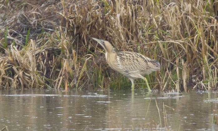 Bittern