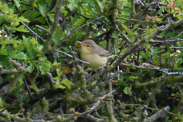 Melodious Warbler