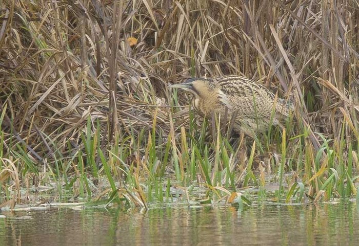 Bittern