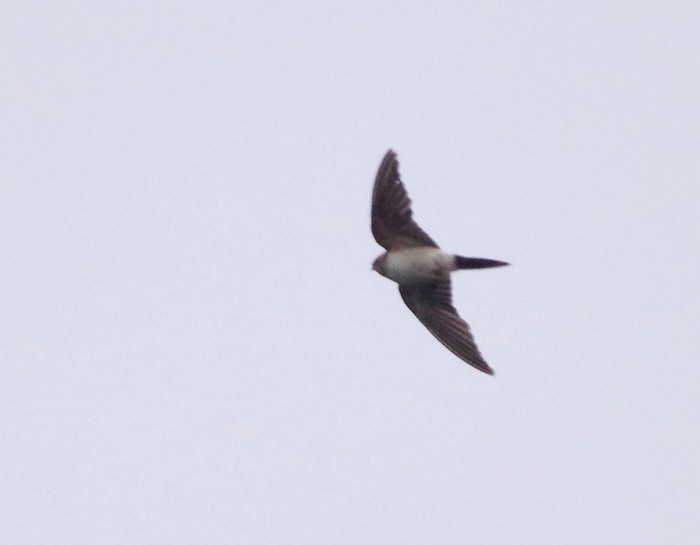Red-rumped Swallow