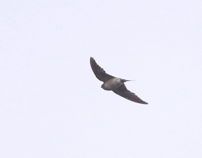 Red-rumped Swallow