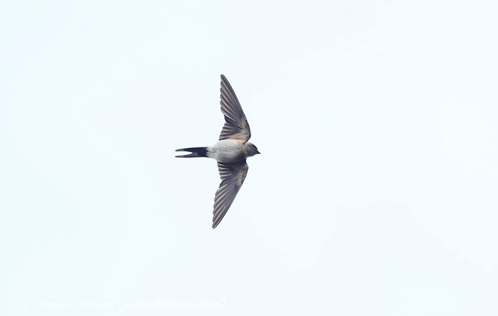 Red-rumped Swallow