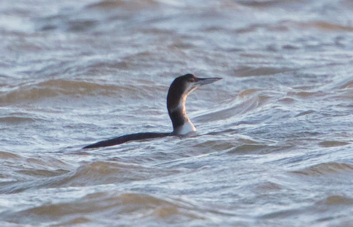 Great Northern Diver