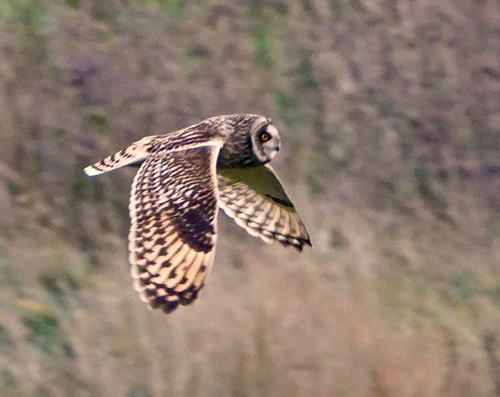 Short-eared Owl