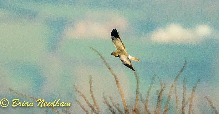Hen Harrier