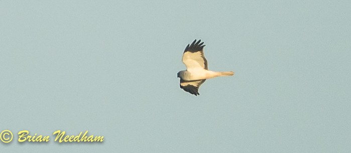 Hen Harrier