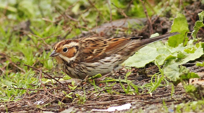 Little Bunting