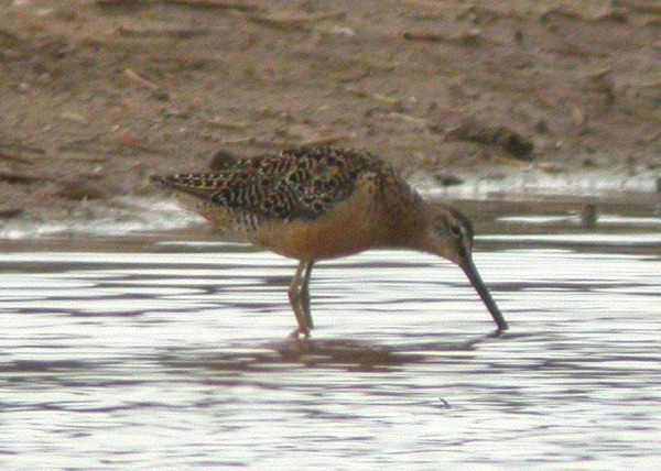 Long-billed Dowitcher