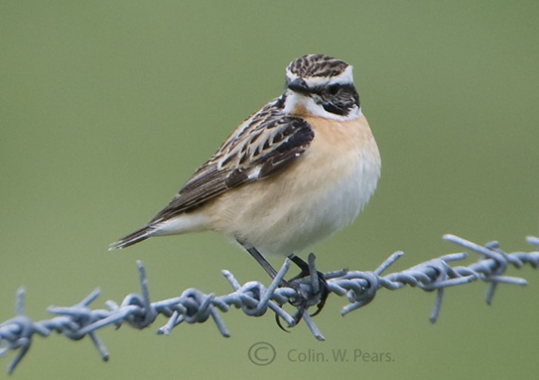 Whinchat