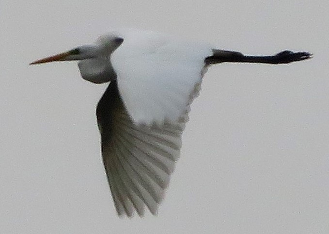 Great White Egret