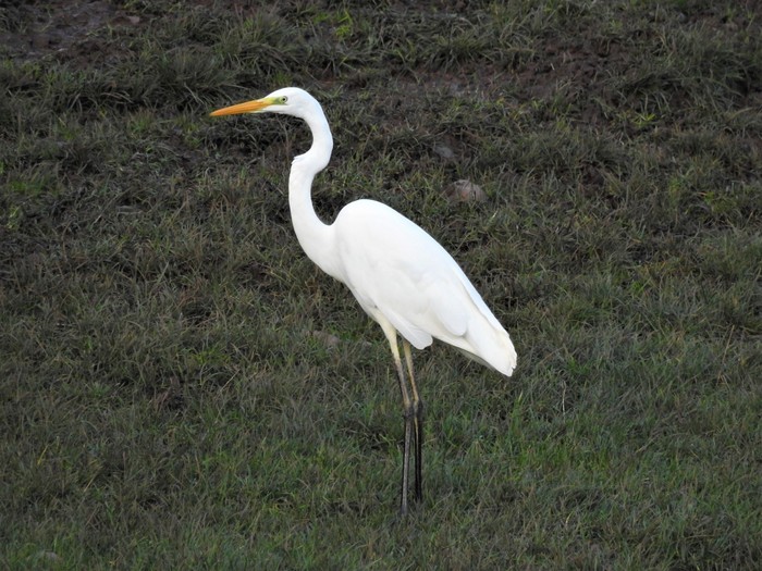 Great White Egret