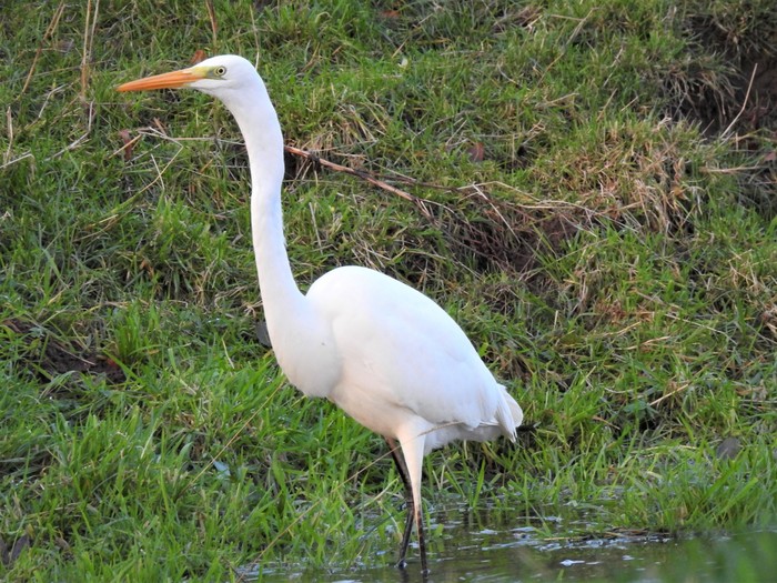 Great White Egret