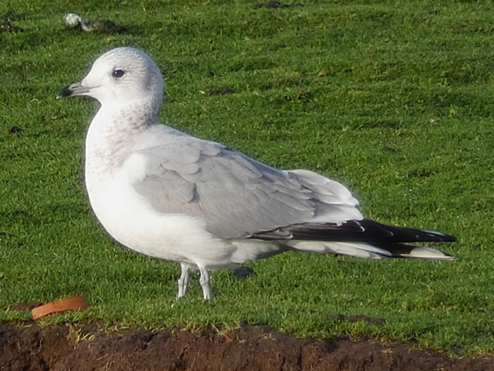 Common Gull