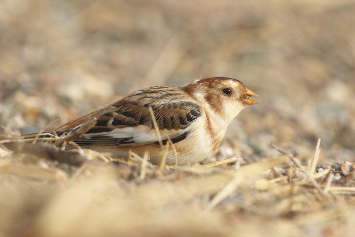 Snow Bunting