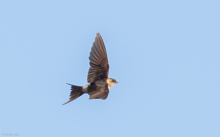 Red-rumped Swallow