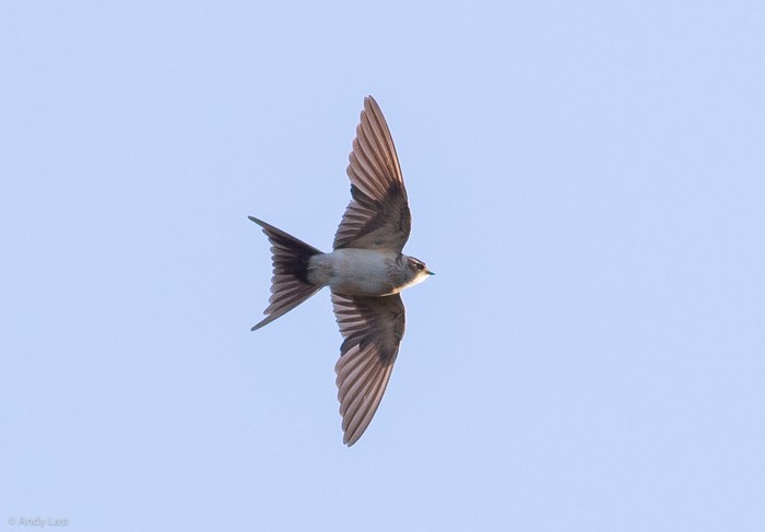 Red-rumped Swallow