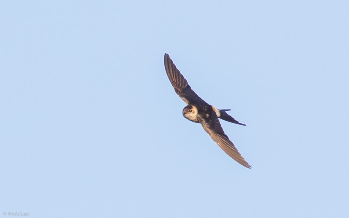 Red-rumped Swallow
