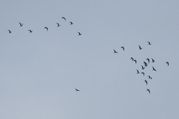 Pomarine Skua