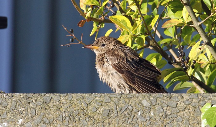 Rose-coloured Starling