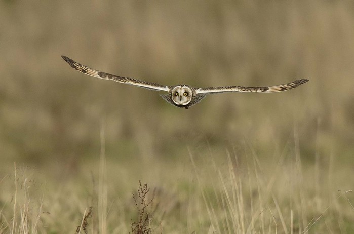 Short-eared Owl