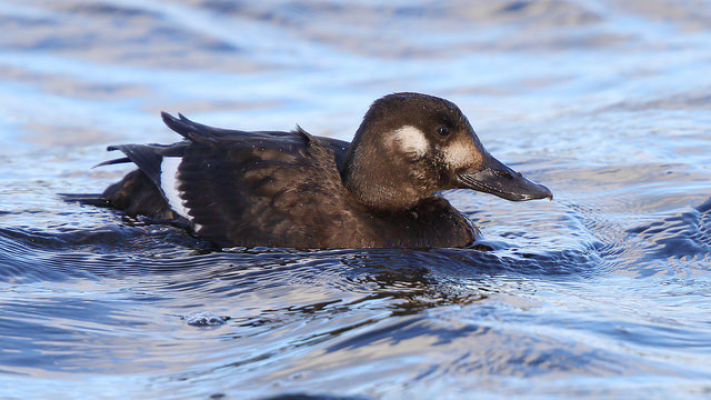 Velvet Scoter