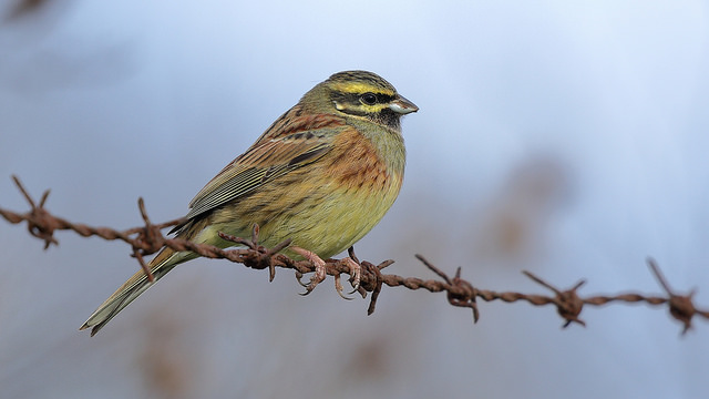 Cirl Bunting