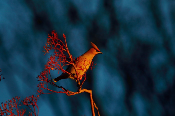 Waxwing